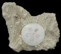 Fossil Sand Dollar (Scutella) - France #41365-1